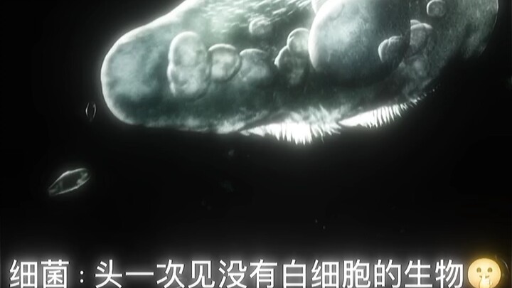 Bakteri: Baru pertama kali lihat makhluk tanpa sel darah putih!