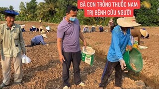 Khâm phục tấm lòng cô chú lớn tuổi cực khổ đội nắng dầm sương trồng thuốc nam làm thuốc để cứu người