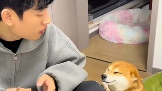 饭点准时卖萌的小柴犬，眯眼微笑只为求得一块鸭脖。网友：看给狗狗馋的“鬼迷日眼”。 #可爱的修勾  #精神小狗