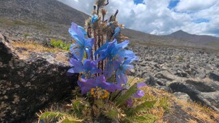 วันนี้ฉันโชคดีที่ได้พบกับ Meconopsis thunbergii ที่สวยงามหลังจากปีนมาทั้งวัน