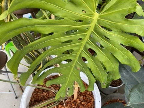 ต้นไม้นะ