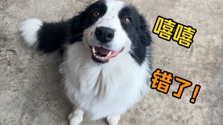 边牧不听话，直接赶出家门，立马就老实了！