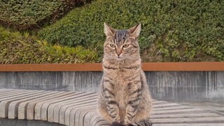 [Yêu mèo] Hai bé cưng cùng tôi đi làm và tan ca mỗi ngày~