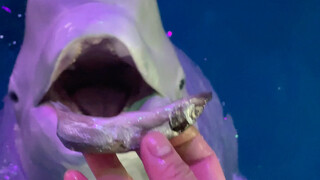 เสี่ยวเฮยโกรธแล้ว ต้าไป๋ยืนข้างๆ คอยซ้ำเติม