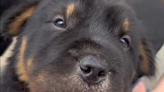 Ya ampun, saat anak anjing manja begini, sungguh bikin hati meleleh!