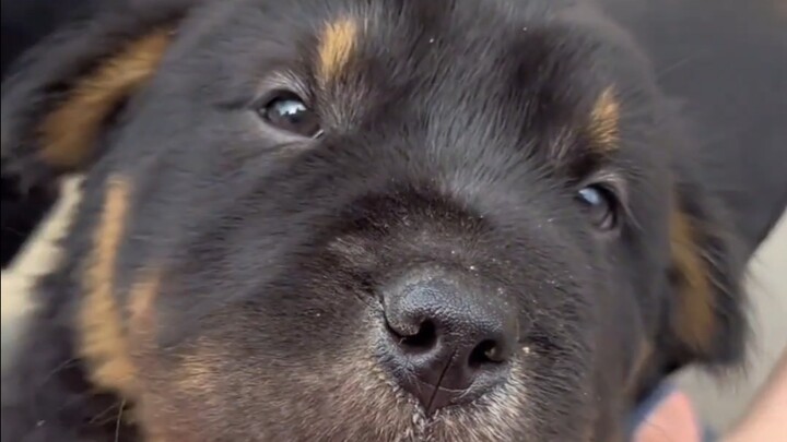 โอ้พระเจ้า ลูกสุนัขอ้อนเก่งจนน่าสงสารมากเลย