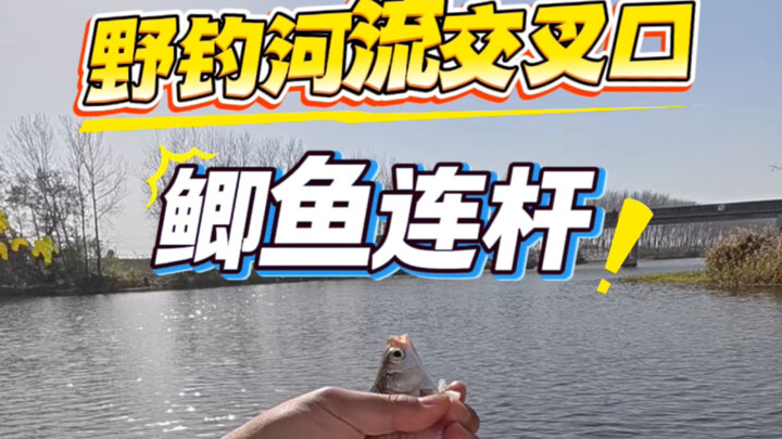 Memancing liar di persimpangan sungai, bagian ikan mas koki