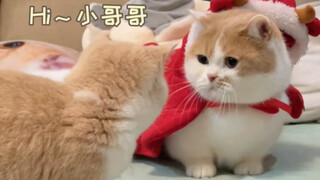 A little female kitten delivered right to my doorstep—can something this good really happen?