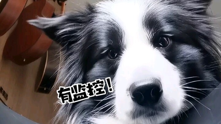 Anak anjing yang selalu berhenti mencuri makan setiap kali menemukan kamera