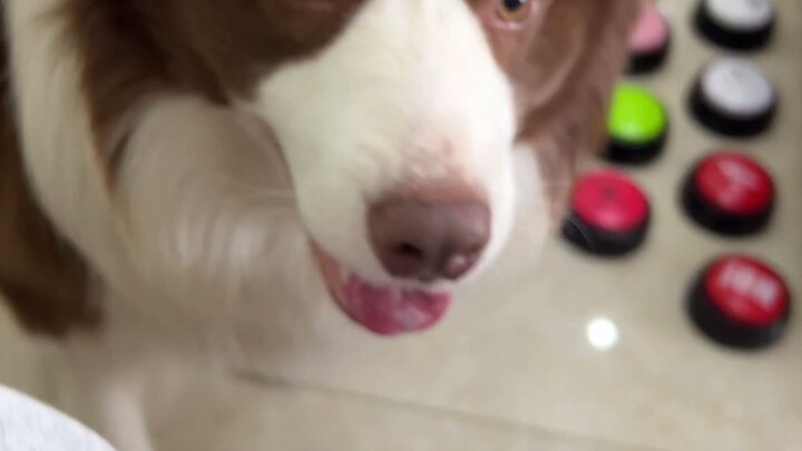 Casual Chats with the Chubby Dog