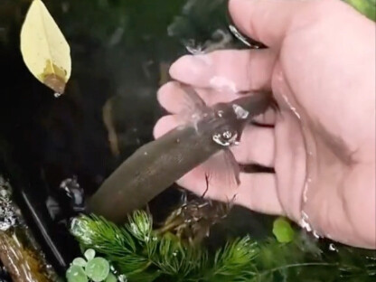 Changzhou diguyur hujan selama beberapa hari berturut-turut, dan hewan-hewan di halaman kecil itu ak