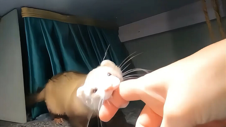 Người hay lúng túng cần một chú chồn sương không thể đuổi đi!