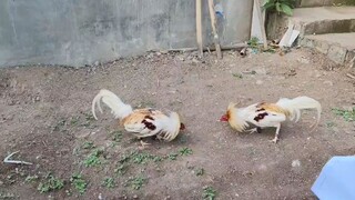 SPARRING Muna. Pili na guys. Gusto ko Dyan Yung alimbuyugin.