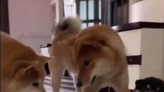 Ayah anjing terus mengganggu bayi karena warna bunganya tidak sesuai, tiba-tiba ada hawa dingin di b