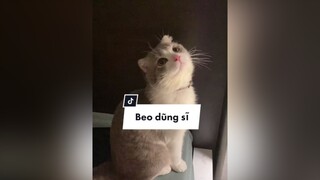 Dũng sĩ đuổi gián thạch sùng các loại cho mẹ cat catlover catsoftiktok YourBestFriend