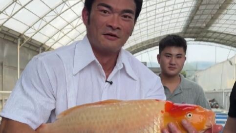 What kind of skill does it take to even think about taking over the koi pond?