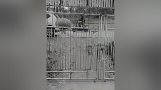Chó mẹ hay quá🥰🥰 chó chó_cưng chókhôn
