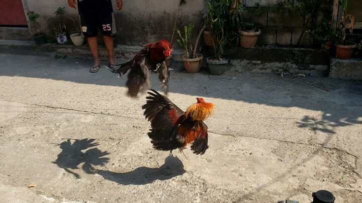 panalo pero patay den si kuba