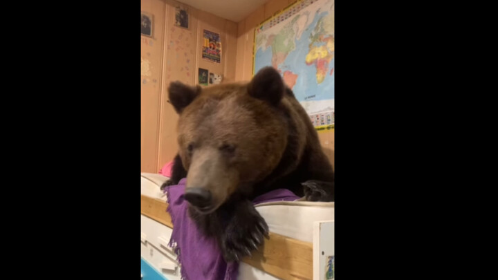 After being brutally beaten by a wild bear, the pet bear developed PTSD and began having severe anxi