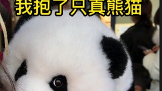 一个熊猫玩偶可以有多逼真，路人都以为我抱了一只真熊猫~