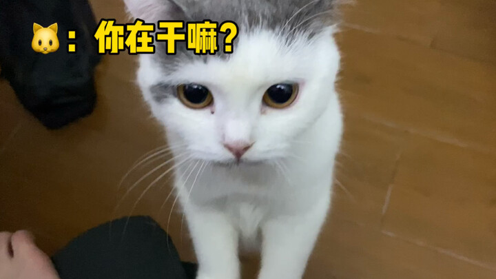 วิธีสื่อสารกับแมว