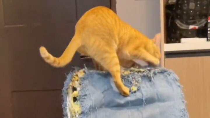 A Guide to Discouraging People from Getting Cats!