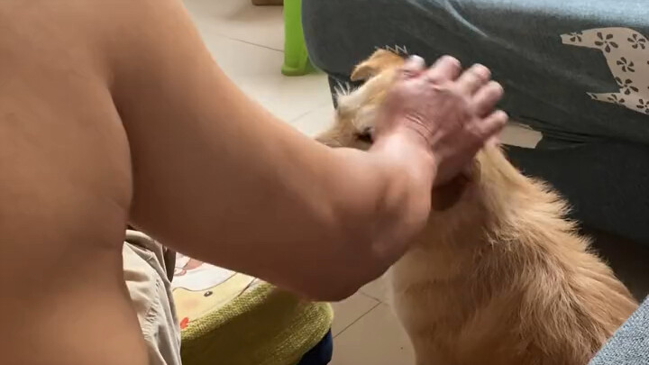 Saya memukul ayah saya, dan anjing itu mencoba melindunginya, tetapi akhirnya menggigitnya.