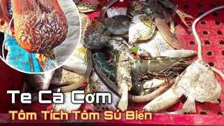 Te Cá Cơm Bắt Nhiều Tôm Tích Tôm Sú | Ngư Dân Miền Tây