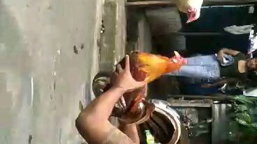 talisay ulit vs gold