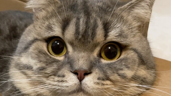 من يستطيع أن يرفض قطةً غبيةً ومحبوبة؟