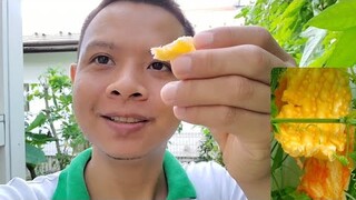 Thử Ăn Sống Khổ Qua Trắng và Làm 2 Món Xào | Út Đạt | Cuộc Sống Nhật | # 296