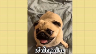 เพื่อนตัวน้อย สัตว์เลี้ยงแสนซน : เจ้าปั๊กสุดป่วน