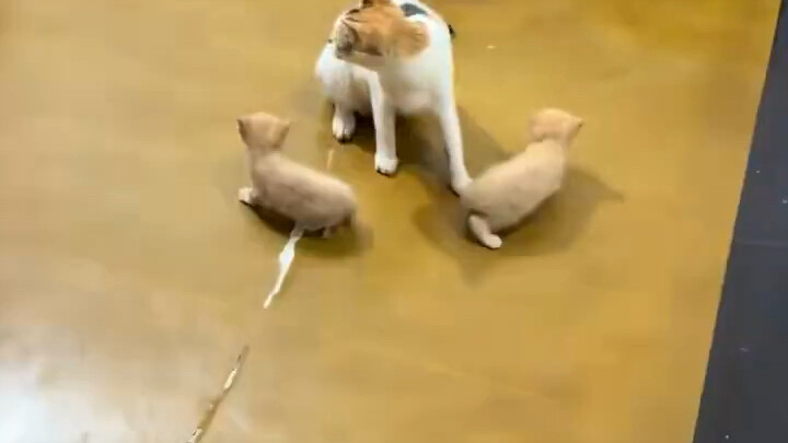 Chú mèo rất trọng nghĩa khí