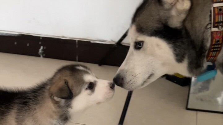 Hasi Zhu has become a dad