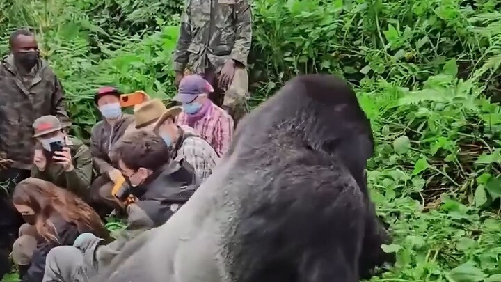 Hình ảnh khỉ đột trú mưa y hệt con người #Hành vi khó hiểu của động vật #Khỉ đột lưng bạc #Động vật 