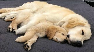 Funniest and Cutest Golden Retriever Puppies 33 - วิดีโอลูกสุนัขตลก 2019