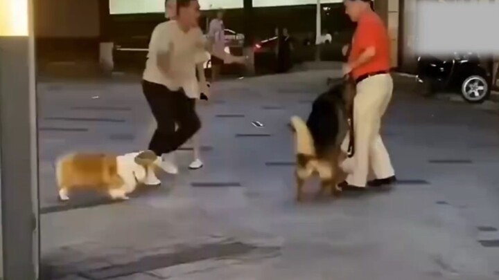 Unboxing satu menit — Perang Manusia vs Anjing