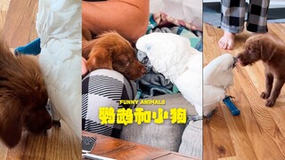 鹦鹉高情商具像化了🦜🥹