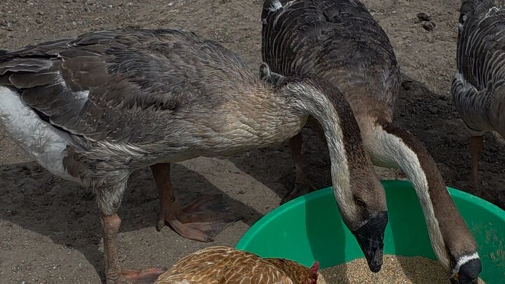 African goose