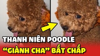 Cuộc chiến GIÀNH CHA không hồi kết của thanh niên Poodle 😂 | Yêu Lu#yeulu #yeuluofficial