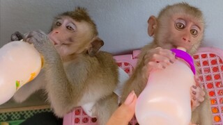 Lunchtime!! Little adorable Toto and Yaya enjoys their lunch by drinking milk very happy