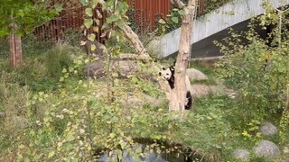 Copenhagen Zoo in Denmark, Oct. 7 / Keeper feeds bamboo to Mao Sun