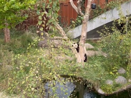 Kebun Binatang Kopenhagen, Denmark, 10 Juli: Penjaga kebun binatang memberi buluh kepada Mao Sun.