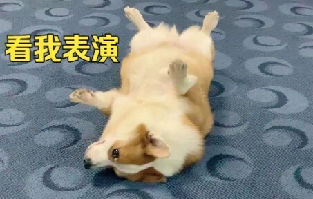 Corgi gemuk menggemaskan ini bakal kasih tahu kamu apa itu ‘si gendut yang lincah’!