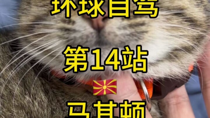 在国外捡到只猫，给整了宠物护照