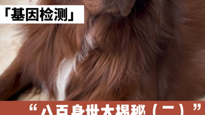 Mãi mới có! Báo cáo xét nghiệm gen của bé Bát Bách đã ra rồi đây #GoldenRetriever #CuộcSốngHàngNgàyC