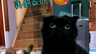 Kucing itu pergi dari rumah selama sebulan, lupa segalanya, hanya satu hal itu yang tidak dia lupaka