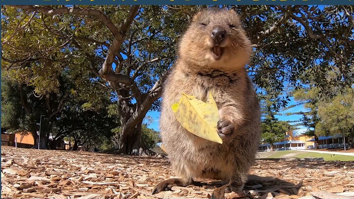 【4K Restoration】Quokka Eating Leaves - HD Original Soundtrack - Fantastic Creatures Compilation Proj