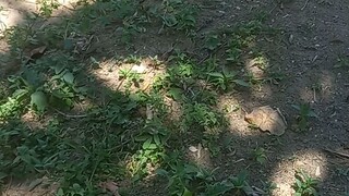 ladang kucai sawah dan cabe