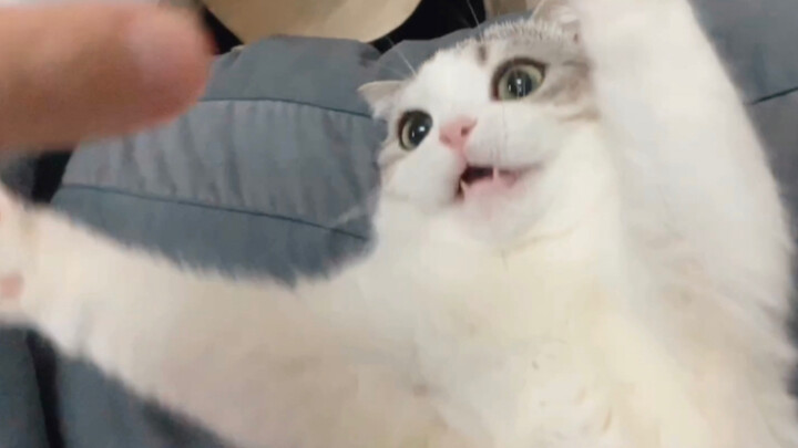 【Cuộc sống hàng ngày】Con mèo buổi sáng nũng nịu hết mức, đến tối thì lật mặt không nhận chủ: vừa ghé